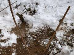 12月份种的腊梅下山桩 一直没动静