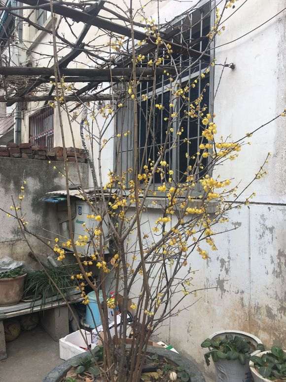 腊梅下山桩没开花 要怎么修剪 图片