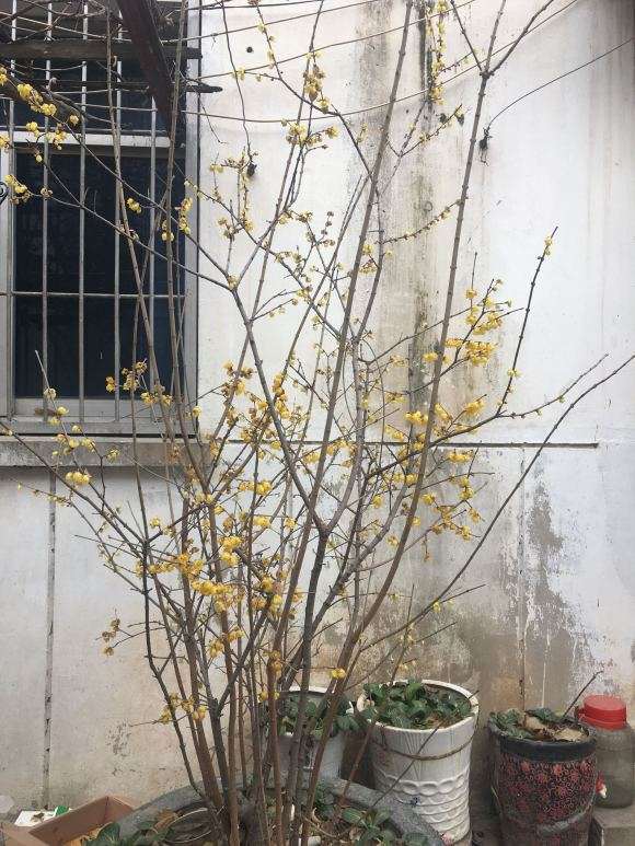 腊梅下山桩没开花 要怎么修剪 图片