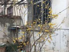 腊梅下山桩没开花 要怎么修剪 图片