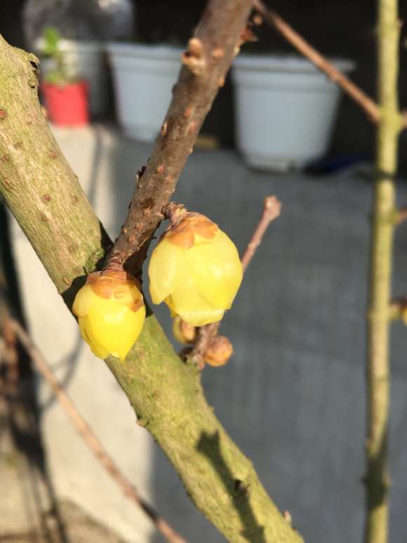 腊梅下山桩怎么分株 是不是废了 图片