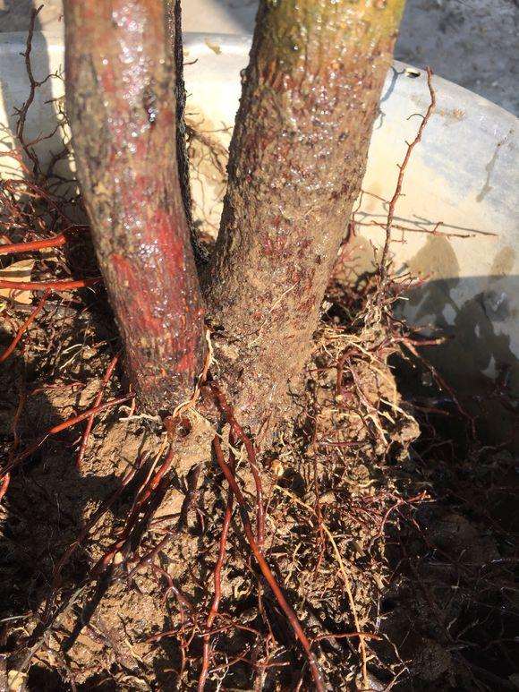 腊梅下山桩怎么分株 是不是废了 图片