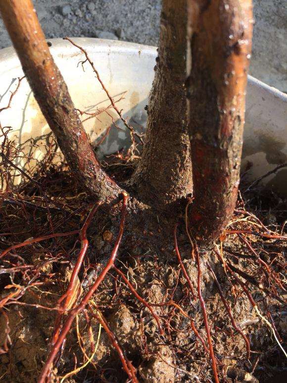 腊梅下山桩怎么分株 是不是废了 图片