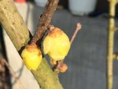 腊梅下山桩怎么分株 是不是废了 图片