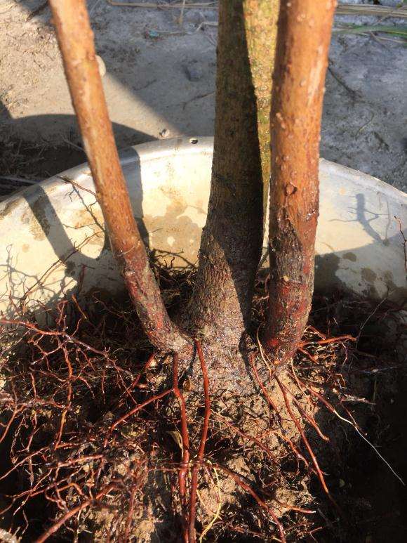 北京室外可以种植腊梅下山桩 图片