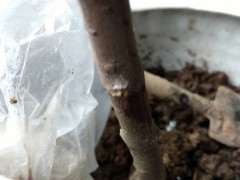 腊梅下山桩怎么套袋发芽的方法 图片