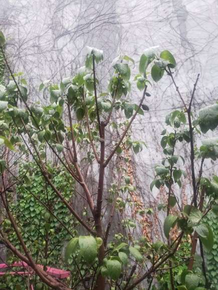 腊梅下山桩叶子蔫了 怎么办 图片