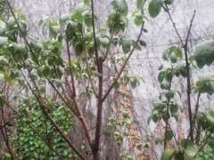 腊梅下山桩叶子蔫了 怎么办 图片