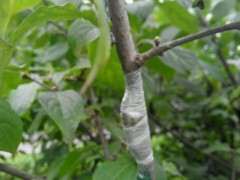 腊梅下山桩能够嫁接在些什么树上 图片