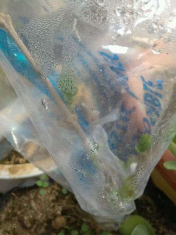 图解 腊梅下山桩嫁接套袋与不套有什么区别