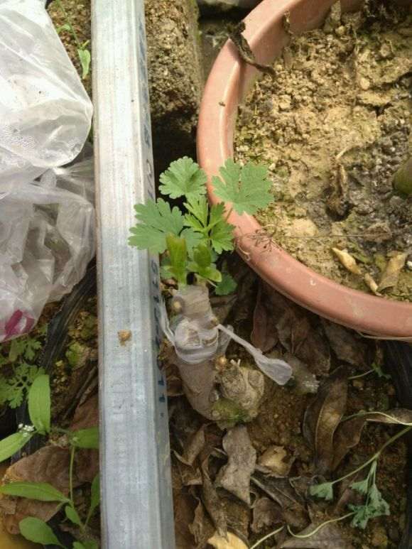图解 腊梅下山桩嫁接套袋与不套有什么区别