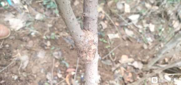 为什么腊梅下山桩要套袋嫁接 图片