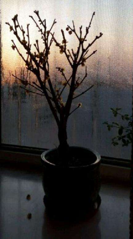 北方降温 盆栽腊梅下山桩放室外会冻死吗