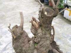 腊梅下山桩不错 已经发芽 可以吗 图片