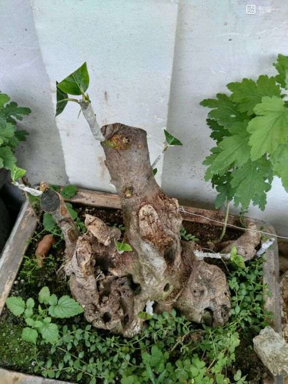 夏季嫁接腊梅下山桩多少天能成活 图片