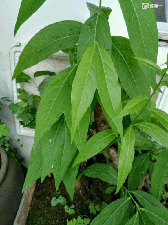 夏季嫁接腊梅下山桩多少天能成活 图片