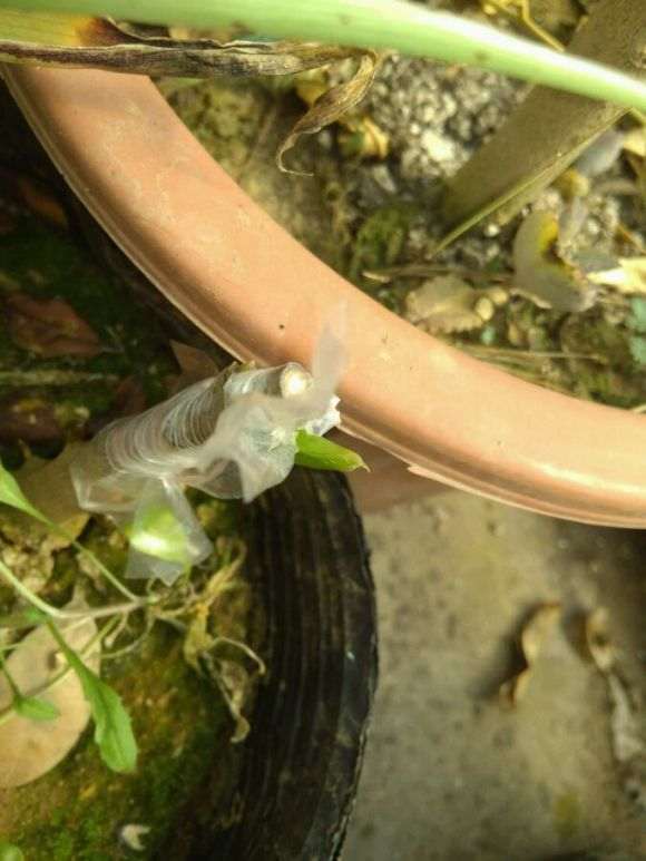 腊梅下山桩喜欢酸性 还是碱性土壤