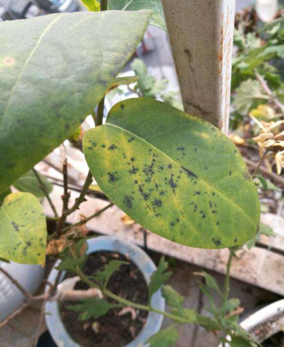 腊梅下山桩叶片长黑色斑点 什么病 图片