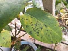 腊梅下山桩叶片长黑色斑点 什么病 图片