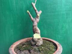 腊梅下山桩修剪前后的对比 可以吗 图片