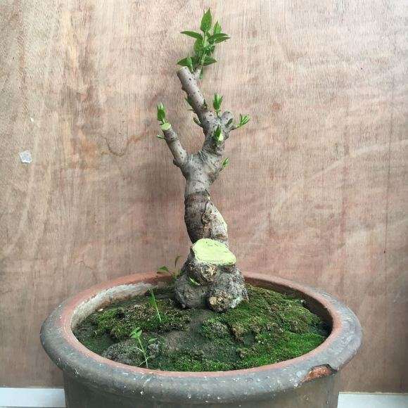 为什么腊梅下山桩用营养土容易烂根