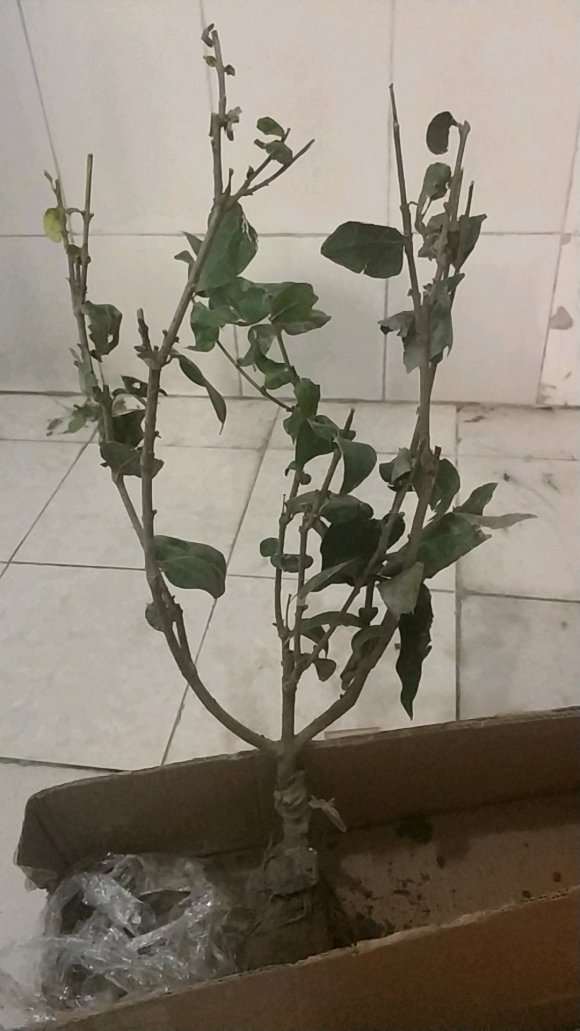 为什么腊梅下山桩用营养土容易烂根