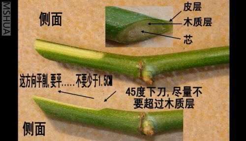 图解 腊梅下山桩怎么嫁接的方法