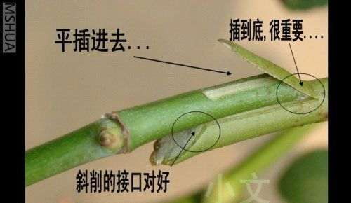 图解 腊梅下山桩怎么嫁接的方法