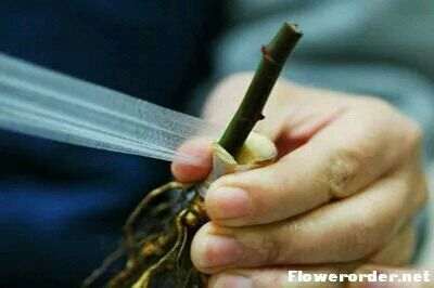 图解 腊梅下山桩怎么嫁接的方法
