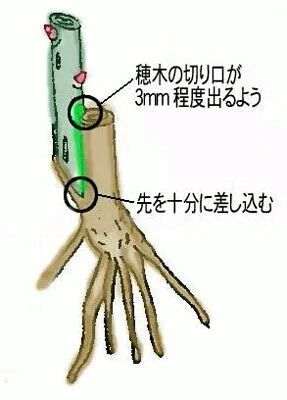 图解 腊梅下山桩怎么嫁接的方法