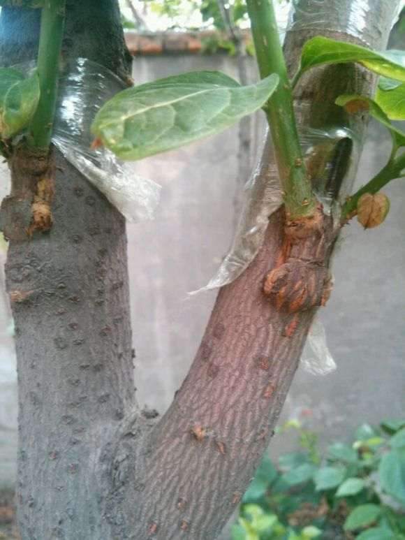腊梅下山桩嫁接后什么时候去掉套袋 最好