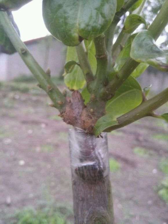 腊梅下山桩嫁接后什么时候去掉套袋 最好