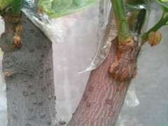 腊梅下山桩嫁接后什么时候去掉套袋 最好