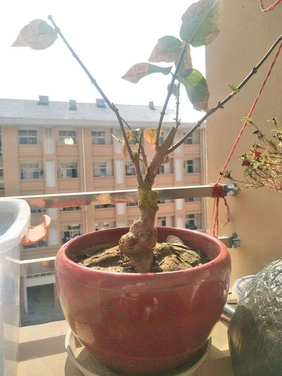 腊梅下山桩换盆 不透气闷根 怎么办 图片