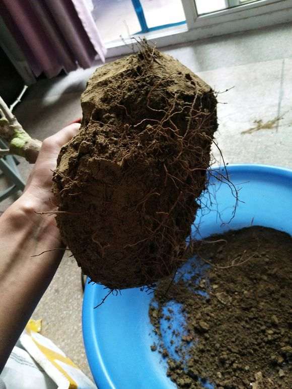 腊梅下山桩换盆 不透气闷根 怎么办 图片