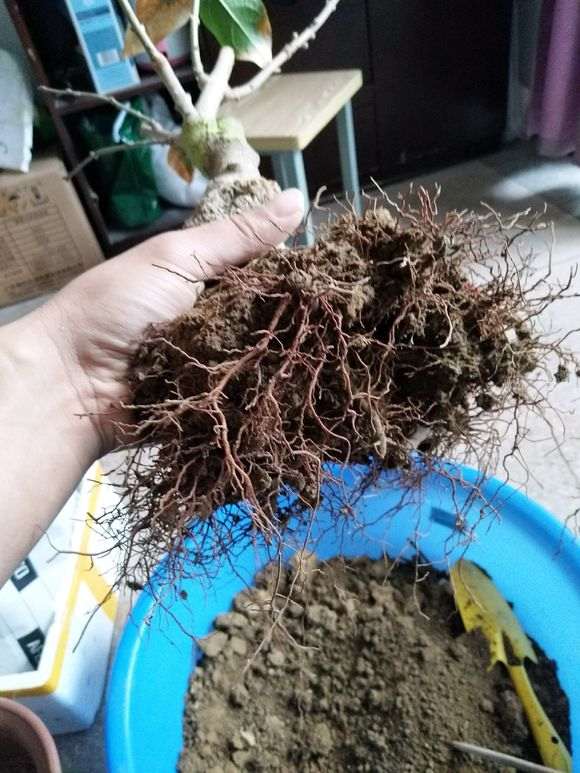 腊梅下山桩换盆 不透气闷根 怎么办 图片