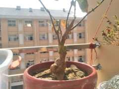 腊梅下山桩换盆 不透气闷根 怎么办 图片