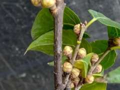 我感觉腊梅下山桩的土没问题 多晒太阳