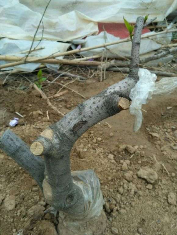 1个月前移栽的腊梅下山桩 发芽了 图片