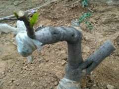 1个月前移栽的腊梅下山桩 发芽了 图片