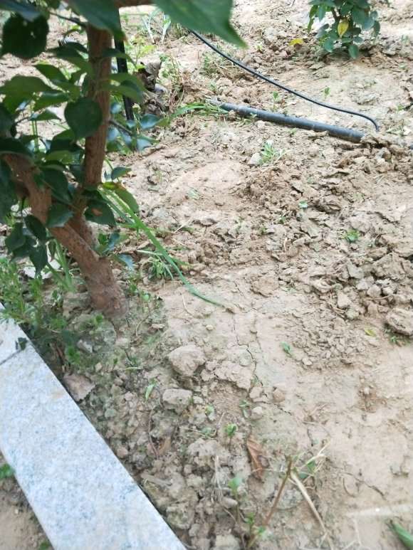 这是腊梅下山桩 还是红梅 怎么区别 图片