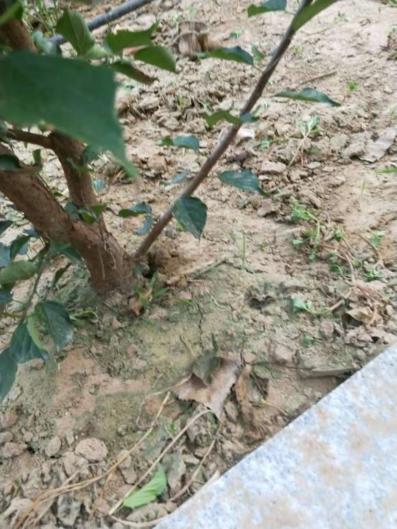 这是腊梅下山桩 还是红梅 怎么区别 图片