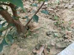 这是腊梅下山桩 还是红梅 怎么区别 图片