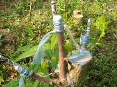 为什么腊梅下山桩嫁接难成活 图片