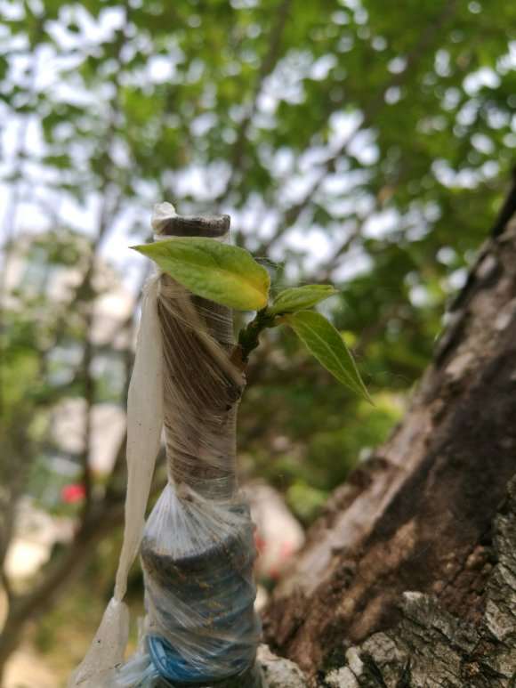 嫁接腊梅下山桩难成活的4个原因 图片