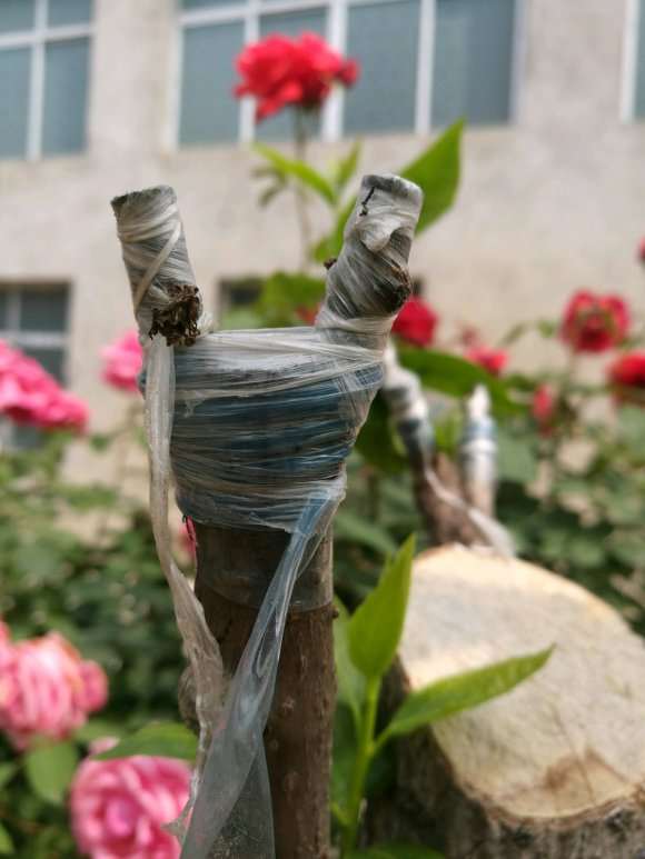 嫁接腊梅下山桩难成活的4个原因 图片