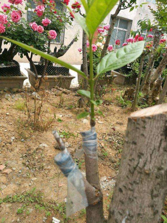 嫁接腊梅下山桩难成活的4个原因 图片