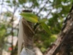 嫁接腊梅下山桩难成活的4个原因 图片