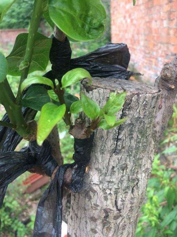 为什么嫁接10个腊梅下山桩 活了1个 图片