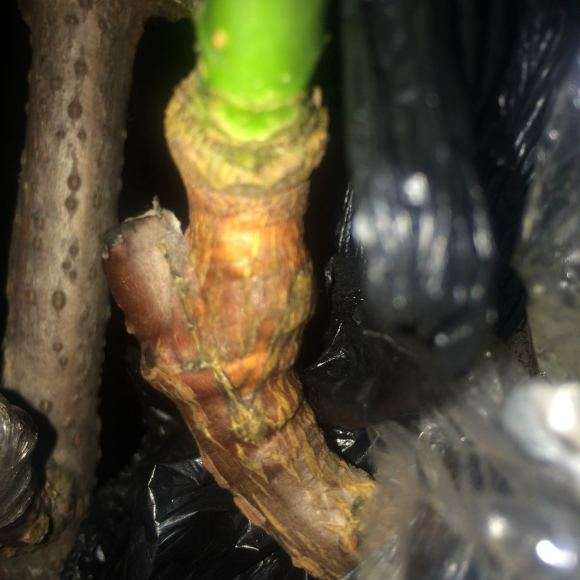 为什么嫁接10个腊梅下山桩 活了1个 图片